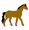 Pferde tiere bilder