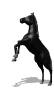 Pferde tiere bilder