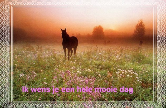 Pferde tiere bilder