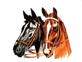 Pferde tiere bilder