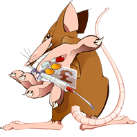 Ratten tiere bilder