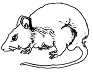 Ratten tiere bilder