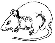 Ratten tiere bilder