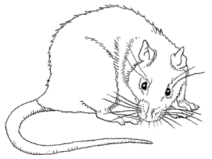 Ratten tiere bilder