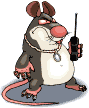 Ratten tiere bilder