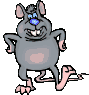 Ratten tiere bilder