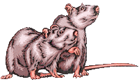 Ratten tiere bilder