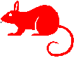 Ratten tiere bilder