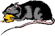 Ratten tiere bilder