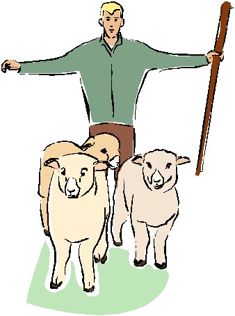 Schafe tiere bilder