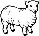 Schafe tiere bilder