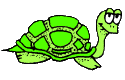 Schildkrote tiere bilder