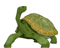 Schildkrote tiere bilder