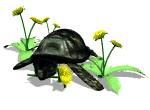 Schildkrote tiere bilder