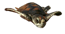 Schildkrote tiere bilder