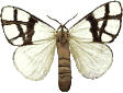 Schmetterlinge tiere bilder
