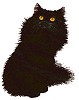 Schwarze katze