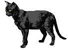 Schwarze katze