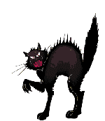 Schwarze katze tiere bilder