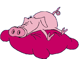 Schweine tiere bilder