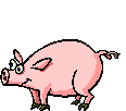 Schweine tiere bilder