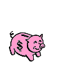 Schweine tiere bilder