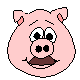 Schweine tiere bilder