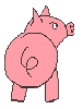 Schweine tiere bilder