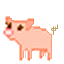 Schweine tiere bilder