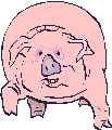 Schweine tiere bilder