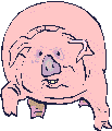 Schweine tiere bilder