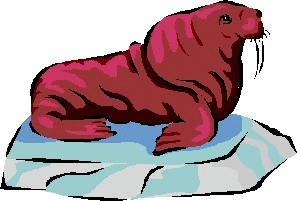 Seehunde tiere bilder