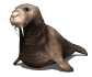 Seehunde tiere bilder