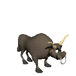 Stiere tiere bilder
