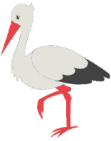 Storch tiere bilder