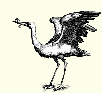 Storch