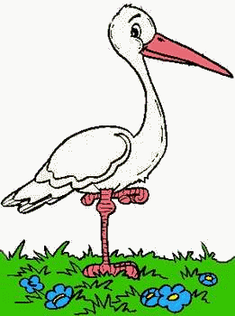 Storch