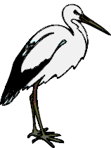 Storch