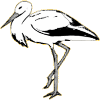 Storch