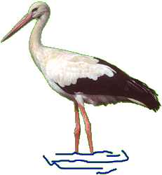 Storch tiere bilder