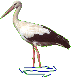 Storch