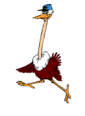 Storch tiere bilder