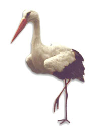 Storch