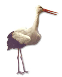 Storch