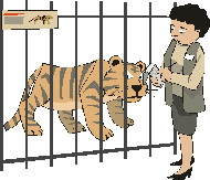 Tigers tiere bilder