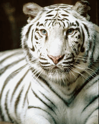 Tigers tiere bilder