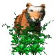 Tigers tiere bilder