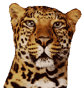 Tigers tiere bilder