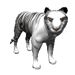 Tigers tiere bilder