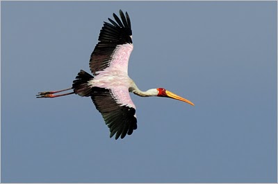 Afrikanische teichhuhn vogel bilder